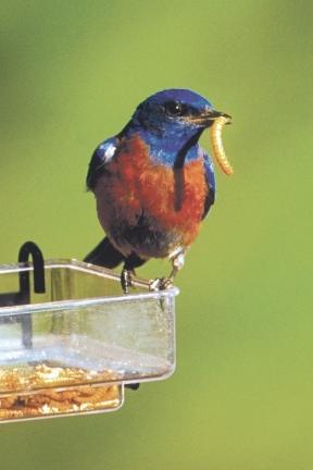Eastern Bluebird on Dinner Bell